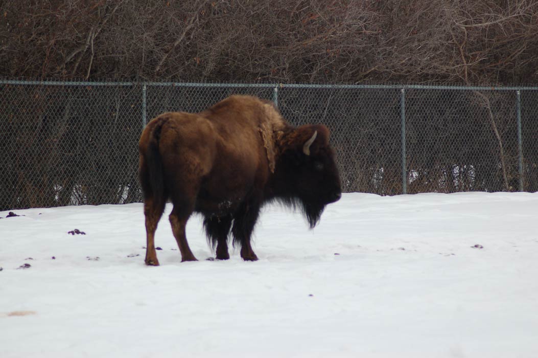 The Bison (Adopt-a-Critter)