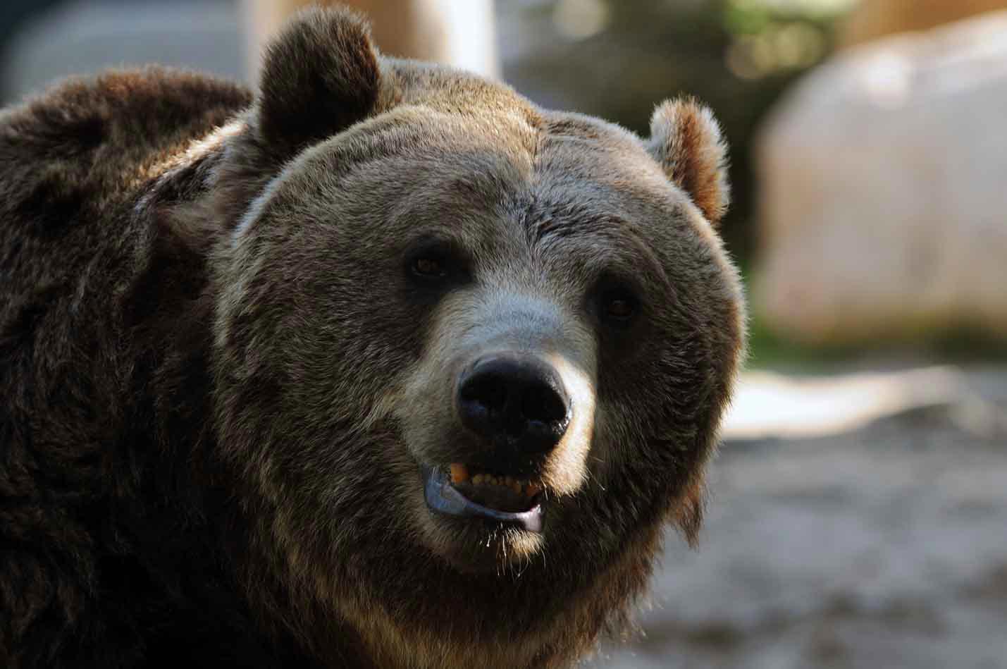 The Brown Bears (Adopt-a-Critter)