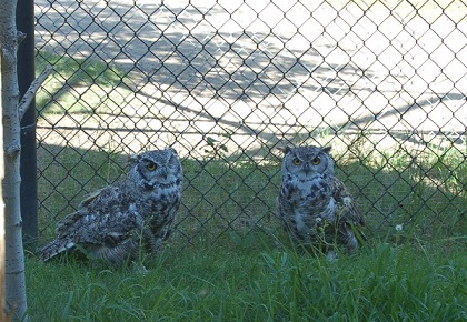 The Great Horned Owl (Adopt-a-Critter)