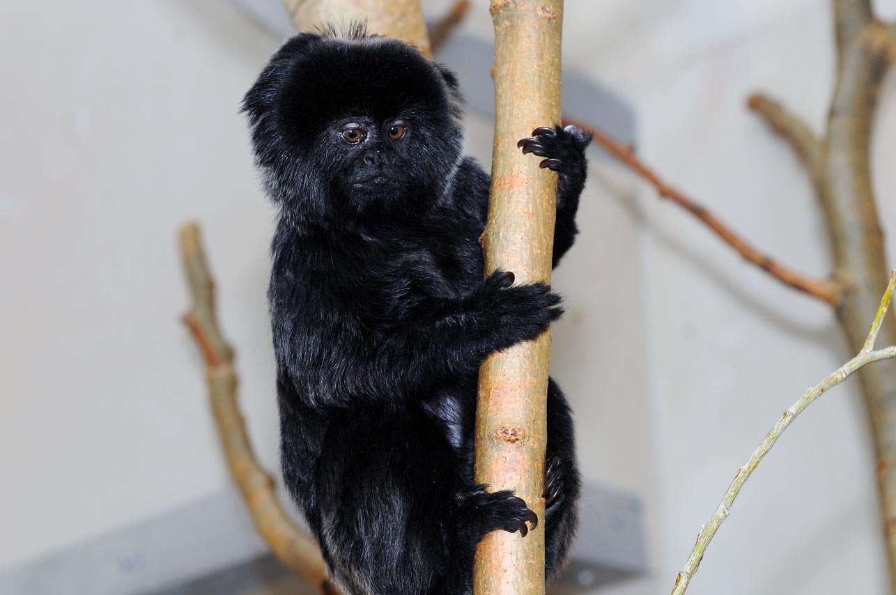 The Goeldi's Monkeys (Adopt-a-Critter)
