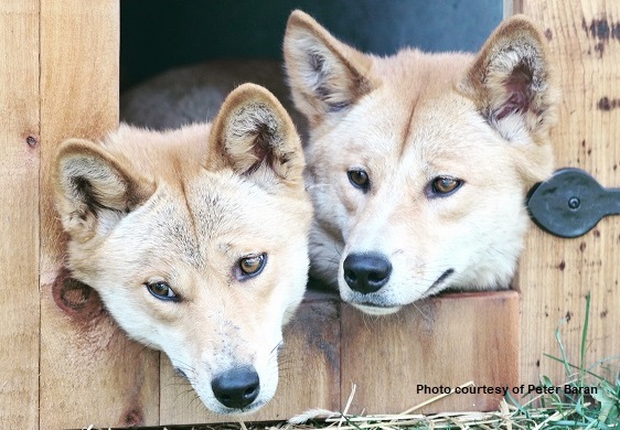 The Dingoes
