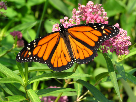 The Monarch Butterfly