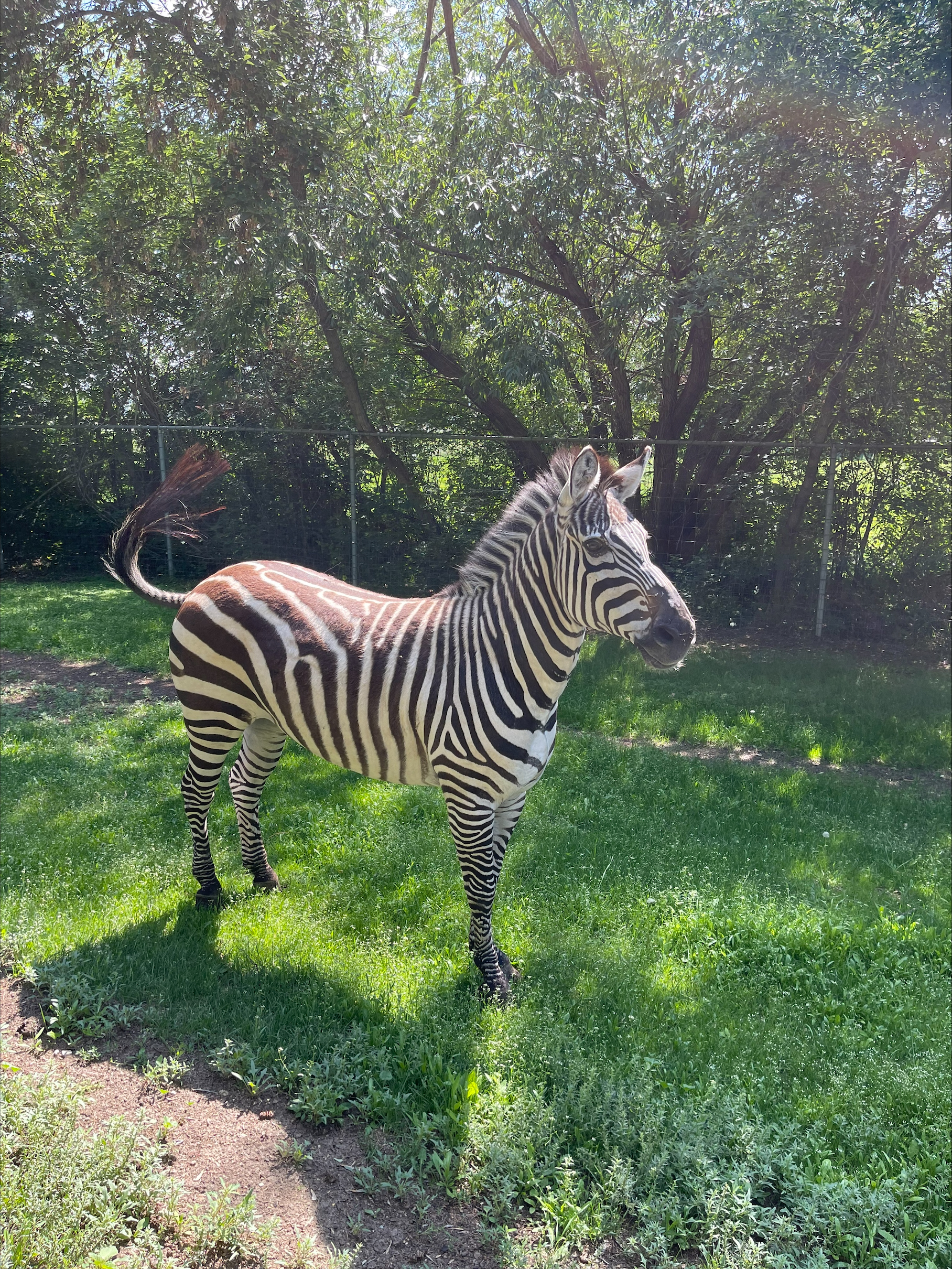 Zebra (Adopt-a-Critter)